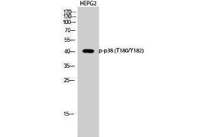 Western Blotting (WB) image for anti-Mitogen-Activated Protein Kinase 14 (MAPK14) (pThr180), (pTyr182) antibody (ABIN3179535) (MAPK14 抗体  (pThr180, pTyr182))