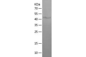 ODF1 Protein (AA 1-250) (His-IF2DI Tag)