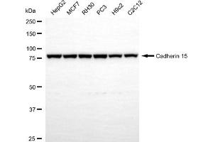 Western blotting analysis using cadherin 15 antibody (ABIN7799313).