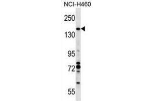 VCIP1 Antibody (N-term) western blot analysis in NCI-H460 cell line lysates (35 µg/lane). (Vcpip1 抗体  (N-Term))