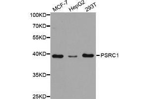 Western Blotting (WB) image for anti-proline/serine-Rich Coiled-Coil 1 (PSRC1) antibody (ABIN1876672) (PSRC1 抗体)