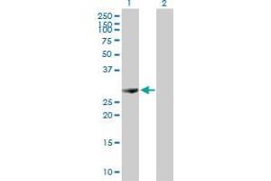 Western Blot analysis of PSME1 expression in transfected 293T cell line by PSME1 MaxPab polyclonal antibody. (PSME1 抗体  (AA 1-249))