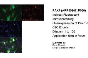 Immunofluorescence -- Sample Type: Overexpression of Pax7 in C2C12 cellsDilution: 1:100 (PAX7 抗体  (Middle Region))