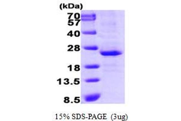 LIN28A Protein (AA 42-209) (His tag)