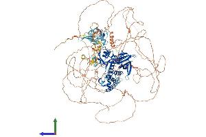 Protein Structure (PS) image for FERM and PDZ Domain Containing 4 (FRMPD4) (AA 1-1320) protein (His tag) (ABIN7561904)