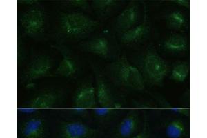 Immunofluorescence analysis of U-2 OS cells using COPG2 Polyclonal Antibody at dilution of 1:100 (40x lens). (COPG2 抗体)