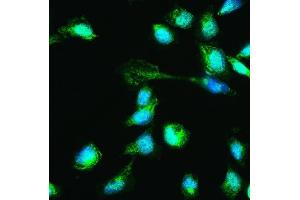 IF analysis of HSPA2 using anti-HSPA2 antibody (ABIN3043850). (HSPA2 抗体  (C-Term))