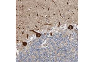 Immunohistochemical staining of human cerebellum with LUZP1 polyclonal antibody  shows strong cytoplasmic positivity in Purkinje cells at 1:50-1:200 dilution. (LUZP1 抗体)