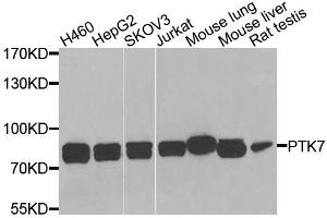 Western blot analysis of extracts of various cell lines, using PTK7 antibody. (PTK7 抗体)
