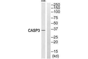 Western Blotting (WB) image for anti-Caspase 3 (CASP3) (Cleaved-Ser29), (N-Term) antibody (ABIN1853497) (Caspase 3 抗体  (Cleaved-Ser29, N-Term))