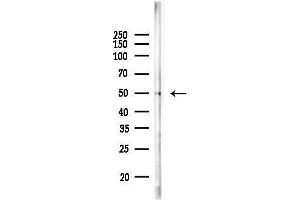 Western blot analysis of lysates from 3-L1 P6, using FLI1 Antibody at 1/1000 dilution.