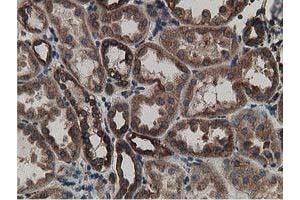 Immunohistochemical staining of paraffin-embedded Human Kidney tissue using anti-LMAN1 mouse monoclonal antibody. (LMAN1 抗体)