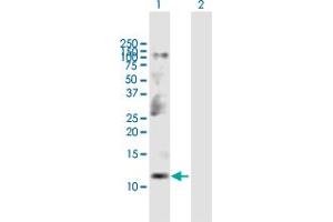Western Blot analysis of CKS2 expression in transfected 293T cell line by CKS2 MaxPab polyclonal antibody. (CKS2 抗体  (AA 1-79))