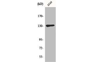 Western Blot analysis of A549 cells using Sin3B Polyclonal Antibody