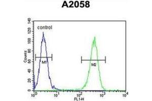 Flow cytometric analysis of A2058 cells using GFPT2 / GFAT2 Antibody (Center) Cat. (GFPT2 抗体  (Middle Region))