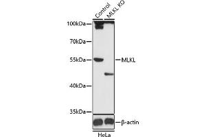 Western blot analysis of extracts from normal (control) and MLKL knockout (KO) HeLa cells, using MLKL antibody (ABIN6130557, ABIN6143881, ABIN6143885 and ABIN6217453) at 1:1000 dilution. (MLKL 抗体)