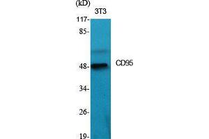 Western Blot (WB) analysis of specific cells using CD95 Polyclonal Antibody. (FAS 抗体  (C-Term))