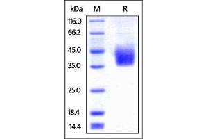 SDS-PAGE (SDS) image for Programmed Cell Death 1 Ligand 2 (PDCD1LG2) (AA 20-219) (Active) protein (His tag,AVI tag,Biotin) (ABIN2870560)