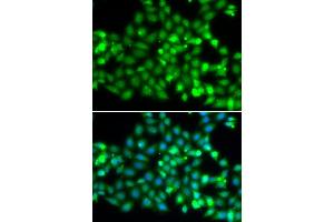 Immunofluorescence analysis of  cells using TRIM69 antibody (ABIN7270998). (TRIM69 抗体  (AA 1-341))