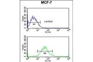 G6PD Antibody (Center) (ABIN651286 and ABIN2840171) flow cytometric analysis of MCF-7 cells (bottom histogram) compared to a negative control cell (top histogram). (Glucose-6-Phosphate Dehydrogenase 抗体  (AA 297-326))