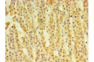 Immunohistochemistry of paraffin-embedded human adrenal gland tissue using ABIN7148610 at dilution of 1:100 (HSD11B1 抗体  (AA 25-292))
