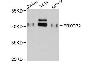 Western blot analysis of extracts of various cell lines, using FBXO32 antibody (ABIN5974130) at 1/1000 dilution. (FBXO32 抗体)