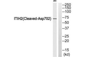 Western blot analysis of extracts from 293 cells, using ITIH2 (Cleaved-Asp702) antibody. (ITIH2 抗体  (Cleaved-Asp702))