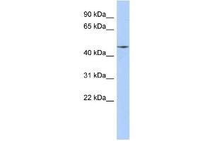 WB Suggested Anti-FAM80A Antibody Titration: 0.