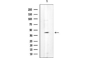 Western blot analysis of lysates from Mouse testis, using GPR91 Mouse Monoclonal Antibody.