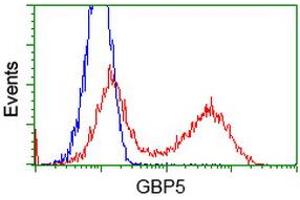 HEK293T cells transfected with either RC206627 overexpress plasmid (Red) or empty vector control plasmid (Blue) were immunostained by anti-GBP5 antibody (ABIN2454092), and then analyzed by flow cytometry. (GBP5 抗体)