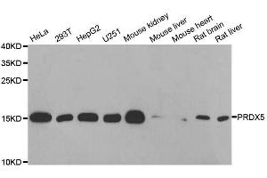 Western blot analysis of extracts of various cell lines, using PRDX5 antibody. (Peroxiredoxin 5 抗体  (AA 53-214))