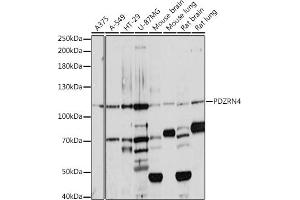 Western blot analysis of extracts of various cell lines, using PDZRN4 antibody (ABIN7269200) at 1:1000 dilution. (PDZRN4 抗体  (AA 220-450))