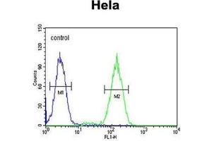 Flow Cytometry (FACS) image for anti-Branched Chain Keto Acid Dehydrogenase E1, beta Polypeptide (BCKDHB) (AA 44-74), (N-Term) antibody (ABIN950620)