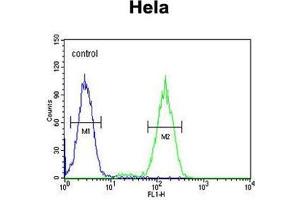 BCKDHB Antibody (N-term) flow cytometric analysis of Hela cells (right histogram) compared to a negative control cell (left histogram). (BCKDHB 抗体  (N-Term))