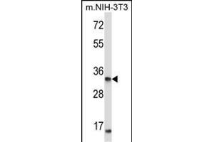 X Antibody (C-term) (ABIN657757 and ABIN2846739) western blot analysis in mouse NIH-3T3 cell line lysates (35 μg/lane). (XPA 抗体  (C-Term))