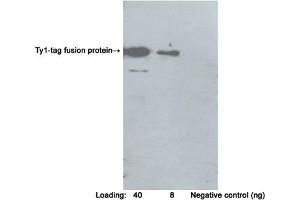 Western blot analysis of Ty1-tag fusion protein using Rabbit Anti-Ty1-tag Polyclonal Antibody (ABIN398650) Secondary antibody: Goat Anti-Rabbit IgG (H&L) [HRP] Polyclonal Antibody (ABIN398323) The signal was developed with LumiSensorTM HRP Substrate Kit (ABIN769939) (Ty1 Tag 抗体)