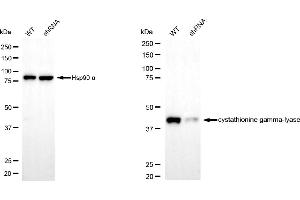 Western blotting analysis using cystathionine gamma-lyase antibody (ABIN7798231).