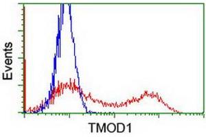 Flow Cytometry (FACS) image for anti-Tropomodulin 1 (TMOD1) antibody (ABIN1501526) (Tropomodulin 1 抗体)