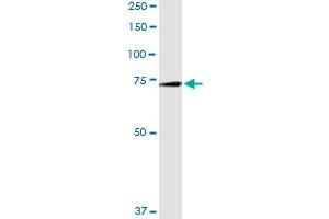Immunoprecipitation of GAS6 transfected lysate using anti-GAS6 MaxPab rabbit polyclonal antibody and Protein A Magnetic Bead , and immunoblotted with GAS6 purified MaxPab mouse polyclonal antibody (B01P) . (GAS6 抗体  (AA 1-678))