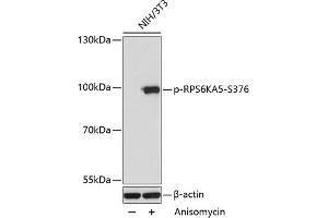 Western blot analysis of extracts of NIH/3T3 cells, using Phospho-RPS6K-S376 antibody (ABIN7270039) at 1:2000 dilution. (MSK1 抗体  (pSer376))