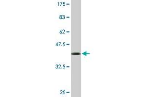 Western Blot detection against Immunogen (39. (IFITM1 抗体  (AA 1-125))