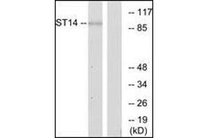 Western blot analysis of extracts from A549 cells, using ST14 Antibody. (ST14 抗体  (N-Term))