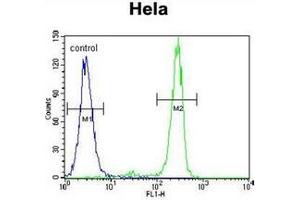 Flow cytometric analysis of Hela cells using MED7 Antibody (Center) Cat. (MED7 抗体  (Middle Region))