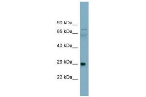 DAG1 antibody used at 1 ug/ml to detect target protein. (Dystroglycan 抗体)