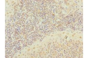 Immunohistochemistry of paraffin-embedded human tonsil tissue using ABIN7168636 at dilution of 1:100 (SCRG1 抗体  (AA 21-98))