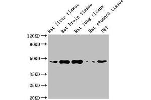 Western Blotting (WB) image for anti-Actin, beta (ACTB) (AA 1-50) antibody (ABIN7127368)