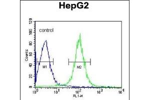 TRSS2 Antibody (Center) (ABIN391564 and ABIN2841503) flow cytometric analysis of HepG2 cells (right histogram) coared to a negative control cell (left histogram). (TMPRSS2 抗体  (AA 314-343))