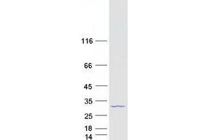Western Blotting (WB) image for Polymerase (RNA) II (DNA Directed) Polypeptide E, 25kDa (POLR2E) protein (Myc-DYKDDDDK Tag) (ABIN2729317)