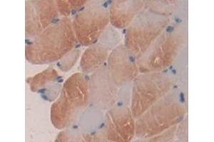 IHC-P analysis of Mouse Tissue, with DAB staining. (ALOX5 抗体  (AA 374-536))