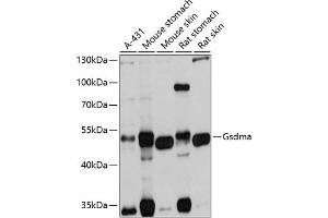 Western blot analysis of extracts of various cell lines, using Gsdma antibody  at 1:1000 dilution. (Gasdermin A 抗体)
